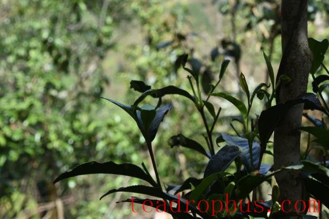 Gedeng Tea Mountain Pu'er Tea-1