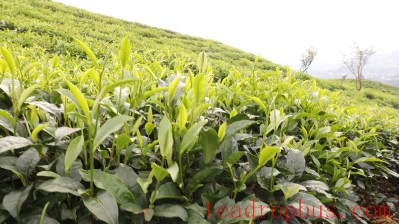 Pu'an: Summer Tea Harvest and Processing in Full Swing, Green Industry Booming with 