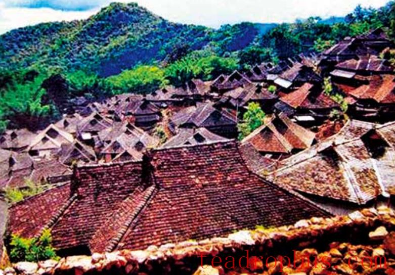 Tea-Aromatic Xishuangbanna Pu'er Famous Mountain: Zhanglang Tea Mountain-2