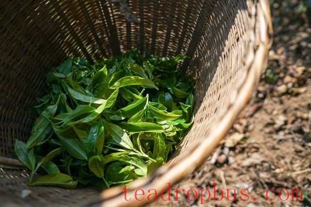 The Processing Steps of Raw Pu'er Tea-2