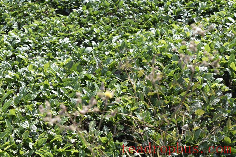 Technical Guidelines for Disaster Prevention and Mitigation in Summer Tea Gardens 2024-1