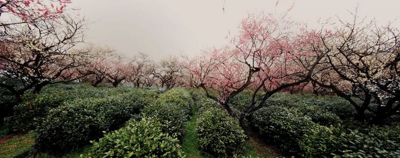 National Intangible Cultural Heritage Representative Project: Green Tea Production Skills (Yuhua Tea Production Skills)-1