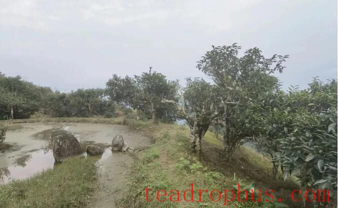 Malipo Ancient Tea Garden Selected for the Book 