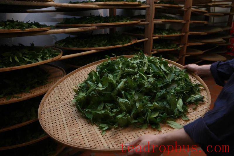 National Intangible Cultural Heritage: Wuyi Rock Tea (Da Hongpao) Manufacturing Technique-4