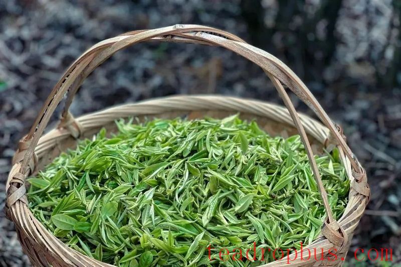 Ancient Perceptions of Fujian Tea: Frugality, Beauty, Harmony, and Reverence – Refreshing Joys of the Human Realm-7