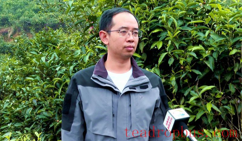 Malipo County: Ascend Spring Mountains to Harvest Spring Tea, Embark on a Quest for the 