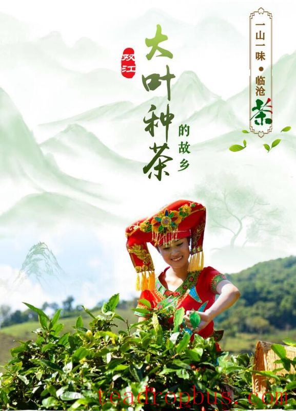 Shuangjiang Mengku: The Homeland of Large-Leaf Tea-1