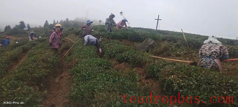 Winter Management Highlights: Tea Gardens Engaged in Autumn-Winter Management Training-11