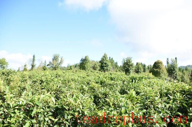 Where is the origin of Dian Hong tea?-1