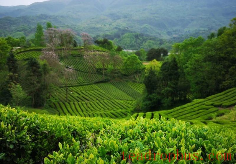 Preventive Measures for the Tea Plant's Late Spring Cold-1