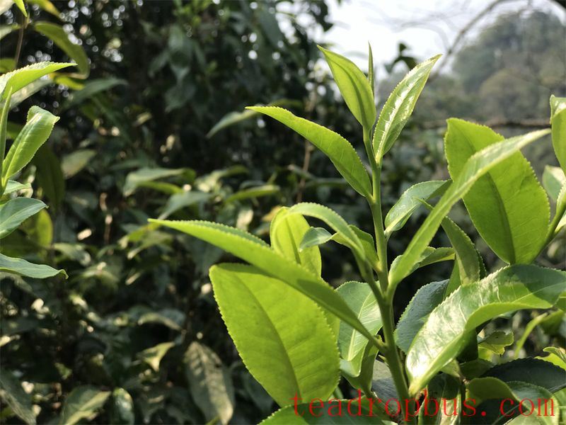 Dongguo Four Villages: Mengku Banzhang Molie Tea, Hundred-Yuan Ancient Trees of Baqishan-2