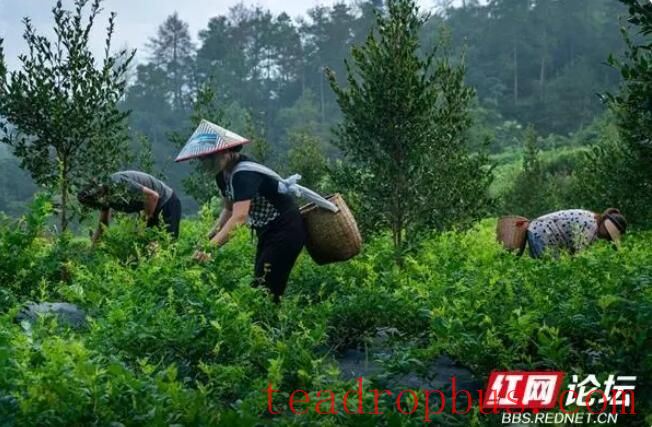 Observing the Making of Xiangxi Baicha: Do All Tea Frying Masters Have a Pair of 