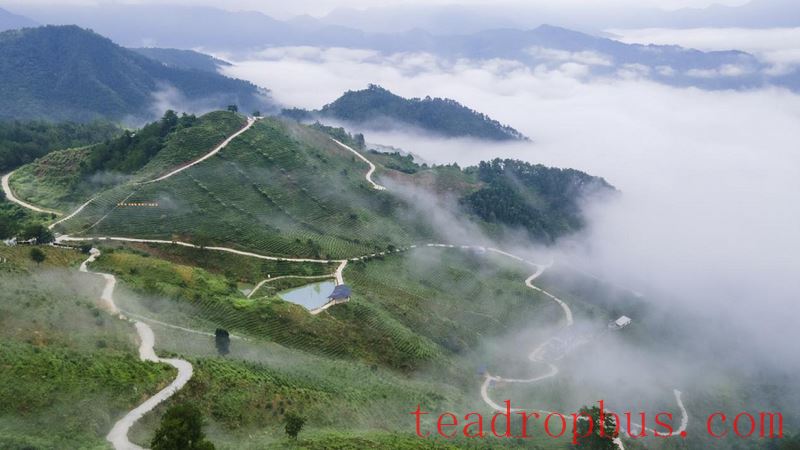 Hezhou: The Beauty of China's Tea Culture Amidst Green Mountains and Clear Waters-5