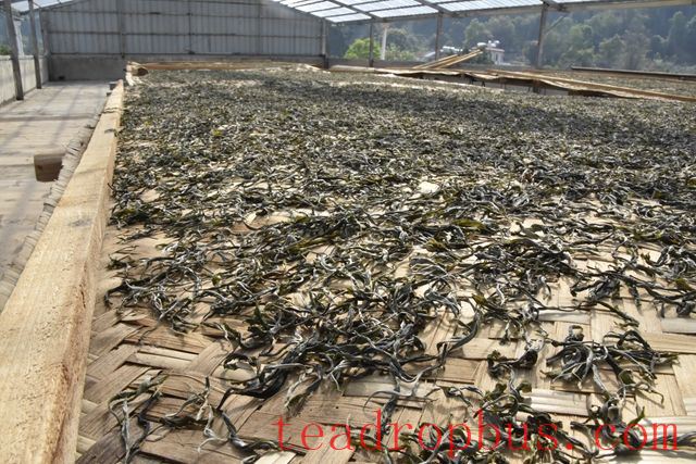 Sun-Drying in Pu'er Tea-3