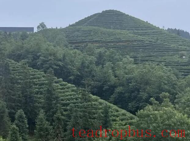 Tea Industry Base in Zhenning County