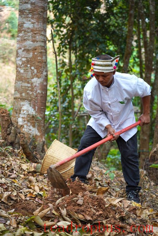 The Sour Tea of Jingmai Mountain: How Elaborate is its Preparation?-13