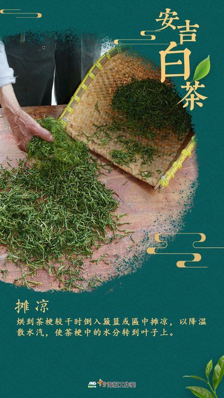 How is a high-quality Anji White Tea born?-5