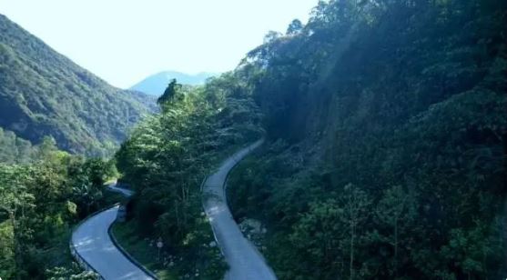 Kabu Village, Motuo County, Tibet: The Tea Forest Stands Verdant and Aromas Fill the Air-2