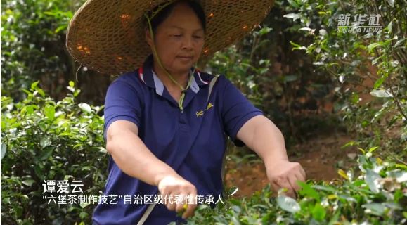 A Taste of Intangible Heritage: Liu Bao Tea's Aroma Touches the Heart-3