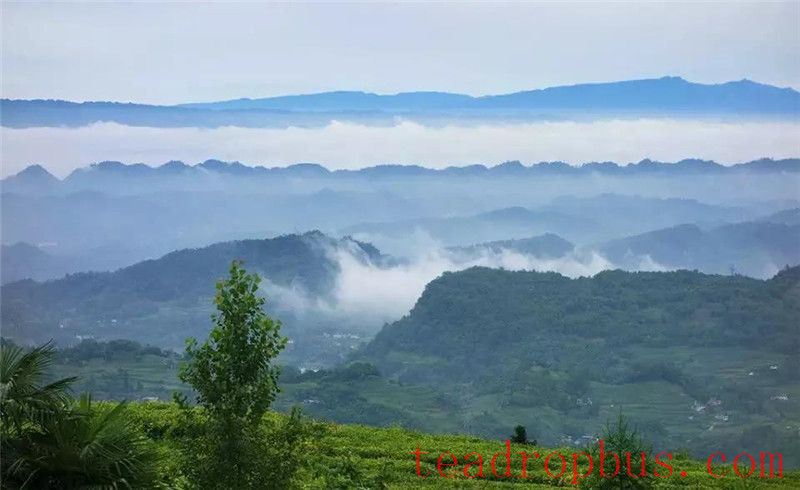 Mengding Mountain Tribute Tea: A Long History and Diverse Varieties-1