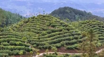 Qinglong Tea Industry: Promoting Transformation and Upgrading to Boost Income for Tea Farmers and Enterprises-1