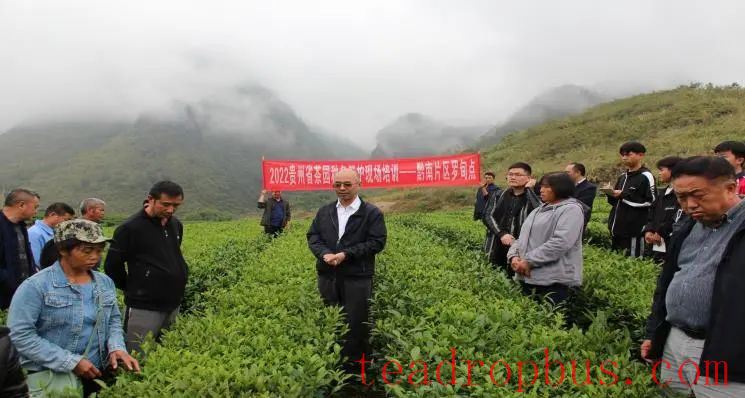 Winter Management Highlights: Tea Gardens Engaged in Autumn-Winter Management Training-4