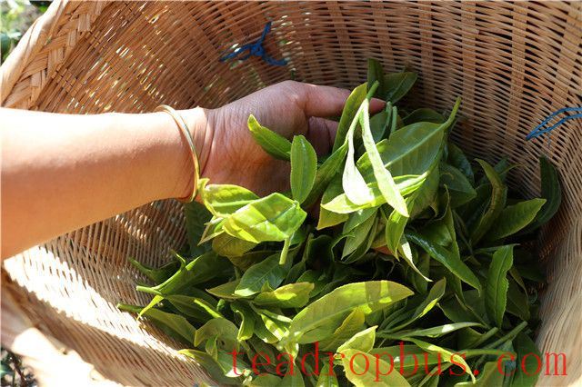 How is Mi Di Pu'er Tea Made? The Production Method of Mi Di Tea-1