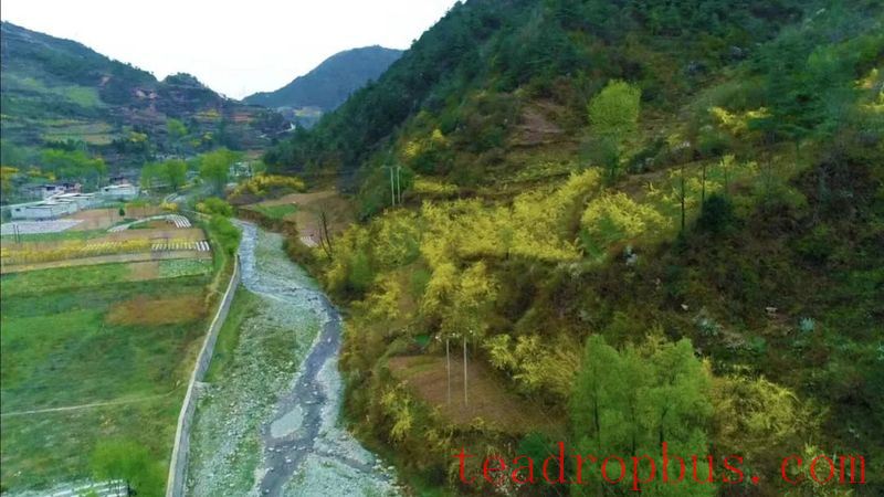 Shaijing Township: Forsythia Leaves Transform into Tea, Extending the Industrial Chain for Greater Efficiency-2