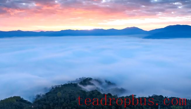 Bulang People: From Millennium Tea Farmers to Guardians of World Heritage-1