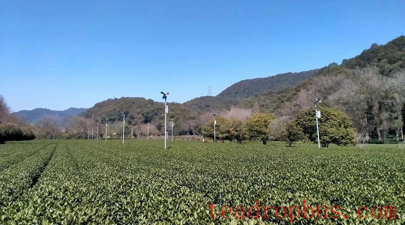 Teagarden Management: Remediation Measures for Soil Acidification in Teagardens-1