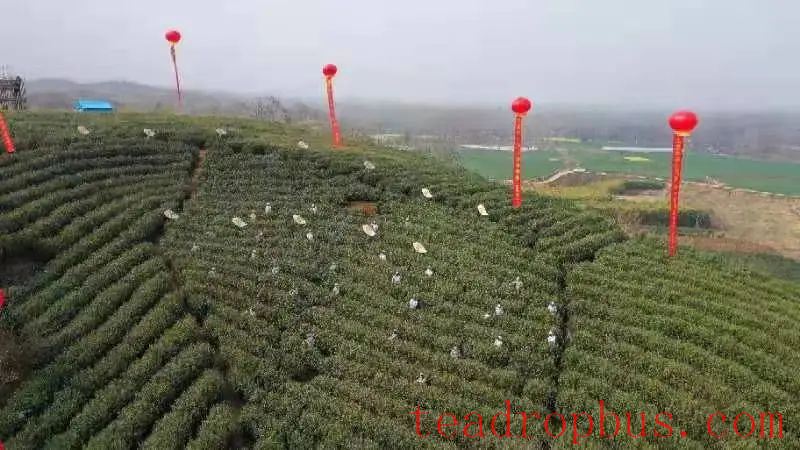 Huaiyuan Tongbai: Empowering the Tea Industry with Technology for Quality and Efficiency-2