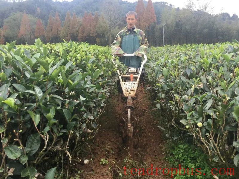 What You Need to Know About Tea Garden Management After Drought Relief-3
