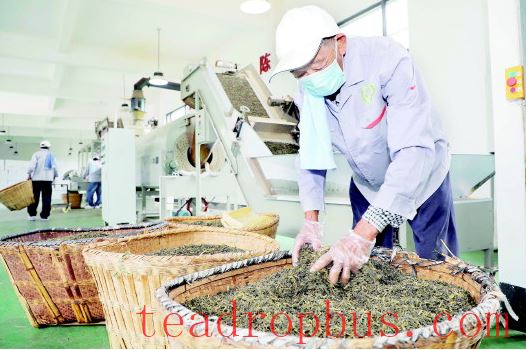 Integrating Agriculture and Strengthening the Tea Industry to Increase Farmers' Income-1