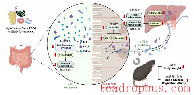 How does EGCG Prevent Metabolic Disorders Induced by a High-Fructose Diet?-4
