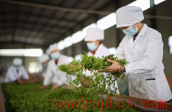 Brands Many but Not Resonant: The Fragrance of Tea Struggles to Leave the 