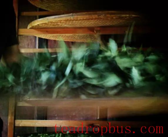 A Brief Discussion on the Shaking Process in Oolong Tea-4