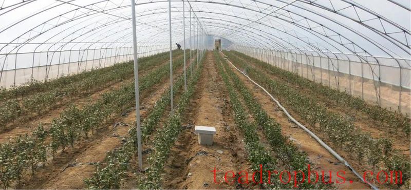 Rizhao City: Technical Guidance for Tea Gardens Dealing with Extreme Weather-8