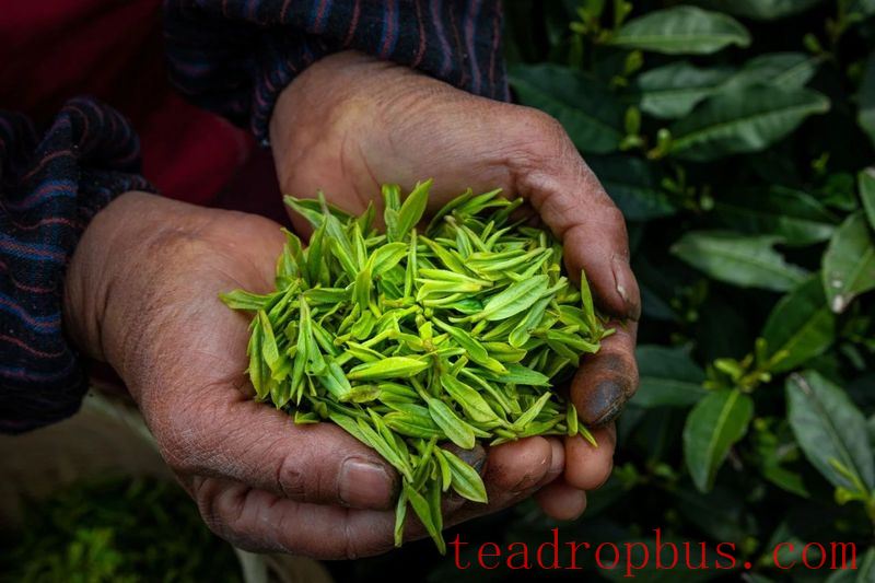 In Search of Longjing • Questioning the Tea of Shifeng: Did Emperor Qianlong Make Four Trips South Just to Find 