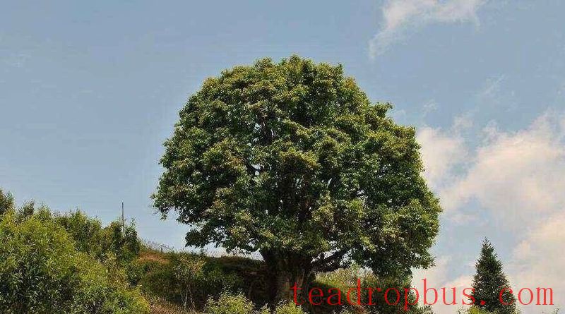 In Search of Ancient Tea Trees-3