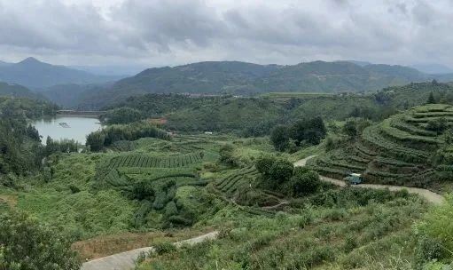 Key Technologies for Processing Sanbei Fragrant Green Tea in Taishun County-1