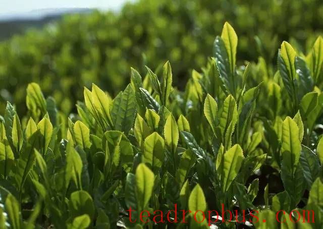 Lua'an Guapian from Anhui Province: The Most Complex Green Tea-3