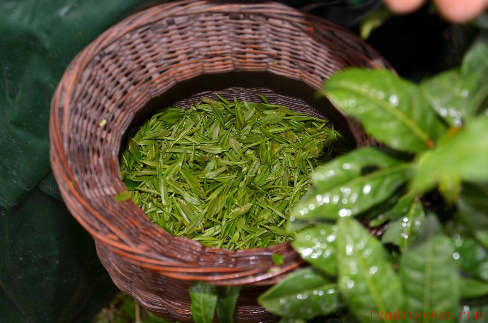 Keemun Black Tea-1