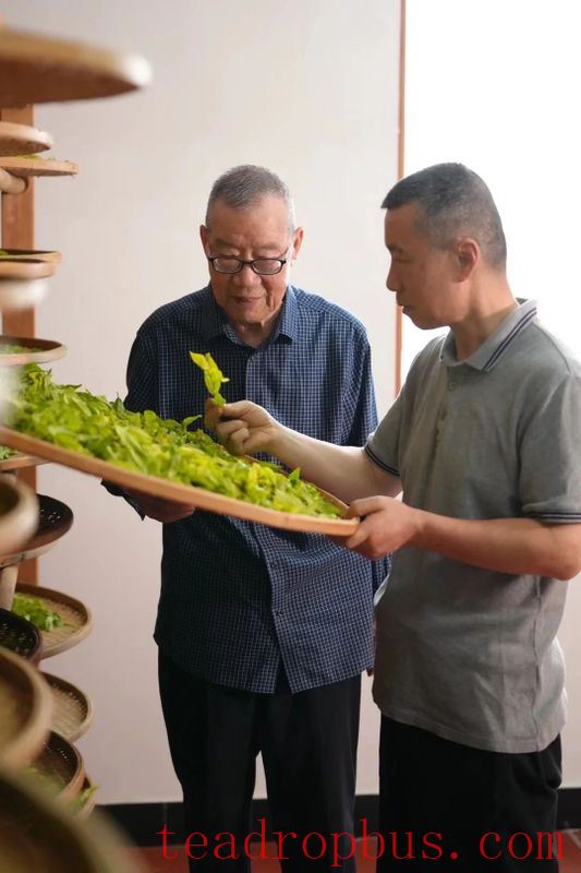 After 60 Years of Devotion to Tea, What Does Intangible Cultural Heritage Master Ye Qitong Consider as Legacy?-6