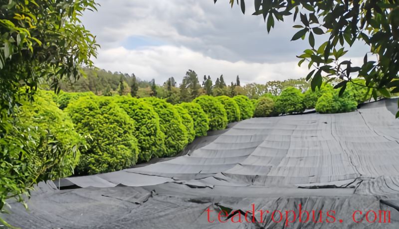 Fenggang Zinc and Selenium Tea: Preventive and Remedial Measures for Tea Gardens Against Freezing Rain and Temperature Drops-3