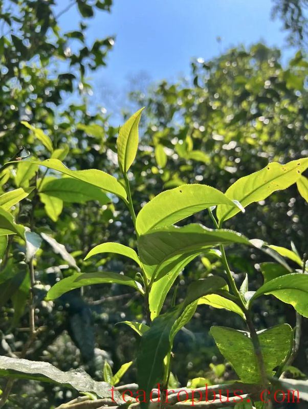 Why Do 90% of Pu'er Tea Enthusiasts Store Yiwu Tea?-7