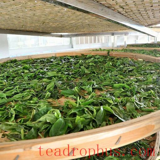 Guliao Tea — Imperial Delicacy of the Qing Dynasty, Heavenly Aroma of Immortals-6