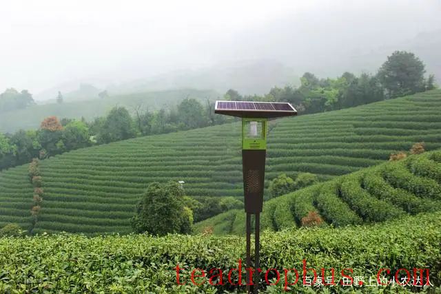 Jiangxi Province's Key Agricultural Technology for 2025: Green Pest Management Techniques for Tea Diseases and Pests-3