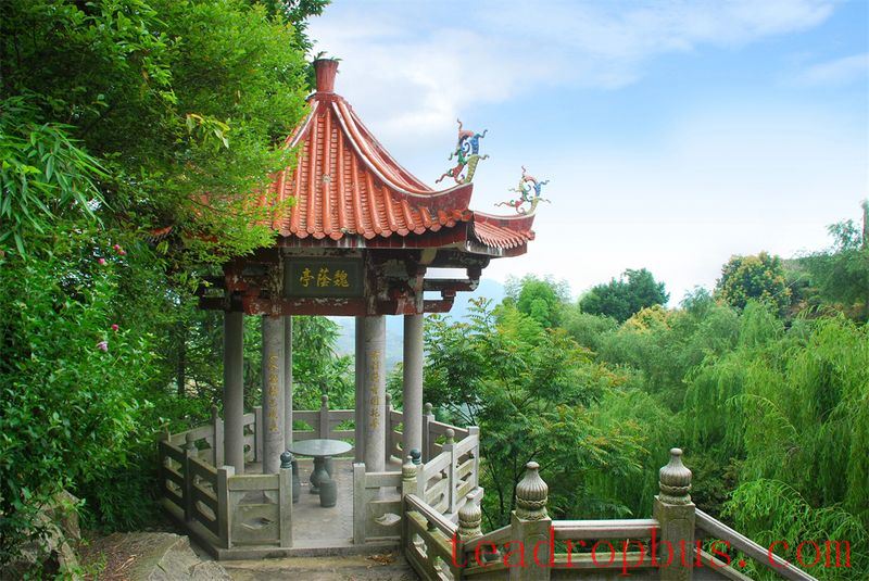 Wei Yin Tea Estate: Zen in the Aroma of Tea-3