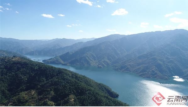 5.21 International Tea Day: A Unique Tea Aroma in Lincang-2