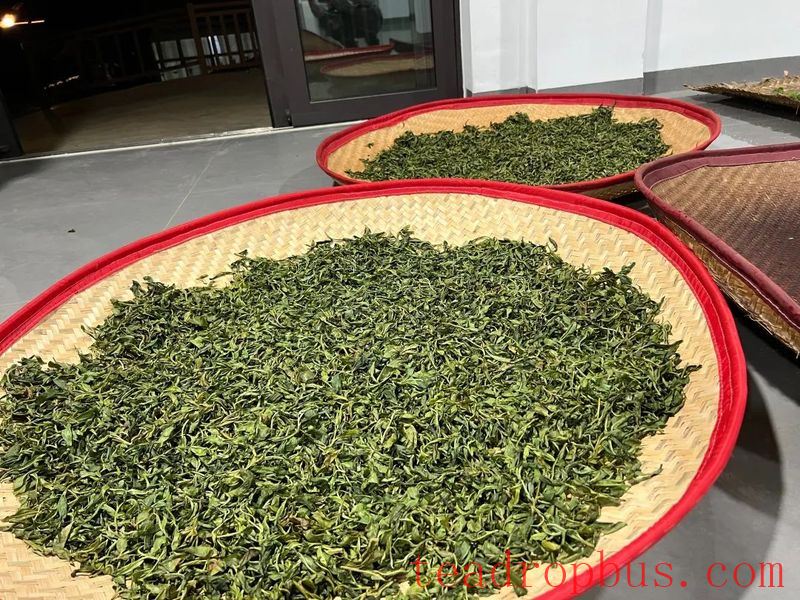 During the Spring Tea Season, the Jingmai Mountain is filled with the sweet fragrance of freshly processed tea.-7